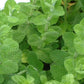 MINT 'Apple' --Mentha suaveolens--