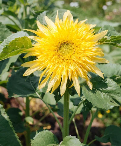 SUNFLOWER 'Lemonade'