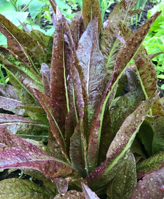 LETTUCE 'Really Red Deer Tongue'