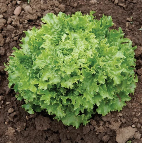 LETTUCE 'Loma'