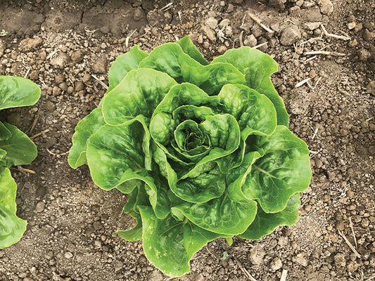 LETTUCE 'Xalbadora'