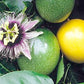 PASSIONFLOWER 'Yellow Fruit Edible' --Passiflora edulis 'Flavicarpa'--