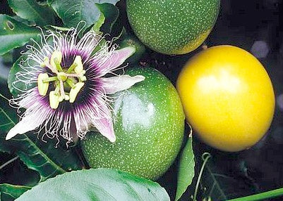 PASSIONFLOWER 'Yellow Fruit Edible' --Passiflora edulis 'Flavicarpa'--