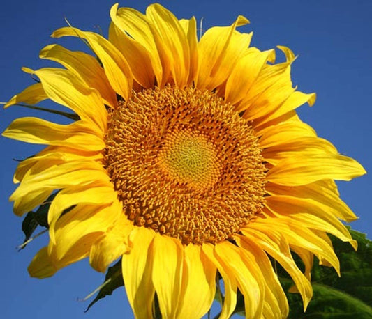 SUNFLOWER 'Mammoth'