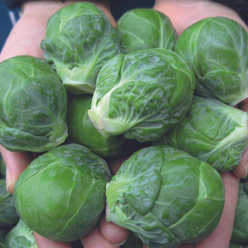 BRUSSELS SPROUT 'Marte'