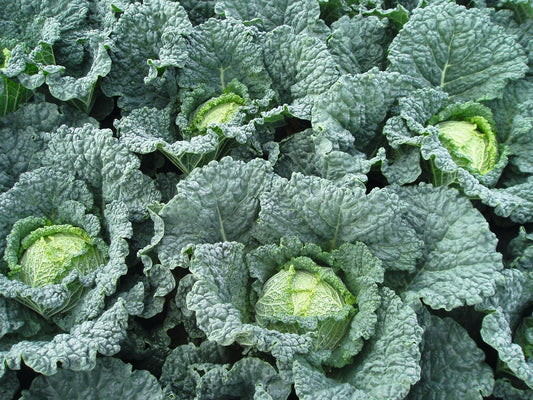 CABBAGE 'Melissa Savoy'