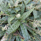 Miniature squill plants in pots showing bulbs, spotted leaves, and flower stalks