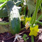 CUCUMBER 'Improved Long Green'