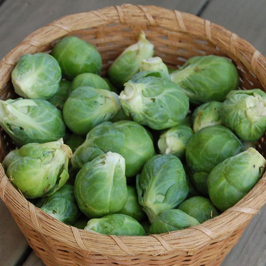 BRUSSELS SPROUT 'Nautic'