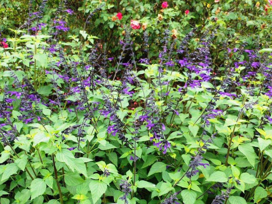 Salvia greggii --Native Purple Autumn Sage--