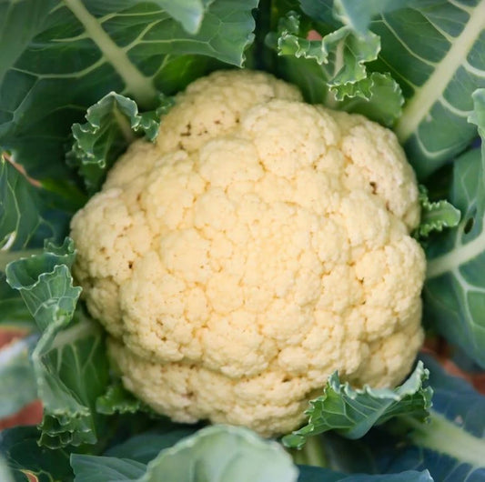 CAULIFLOWER 'Olympic'