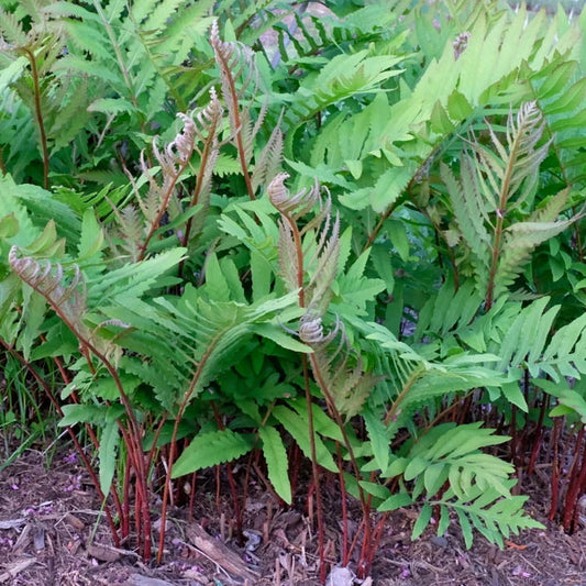 Onoclea sensibilis 'Supersize' --Sensitive Fern--