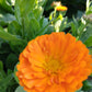 CALENDULA 'Orange' --Calendula officinalis--