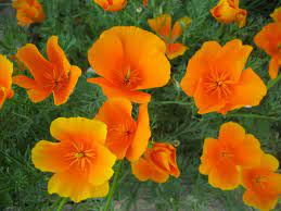 Eschscholzia californica --California Orange Poppy--