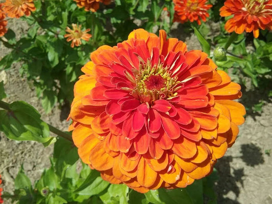 ZINNIA 'Orange'