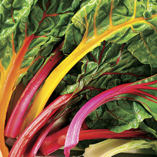 CHARD 'Bright Lights'