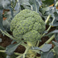 BROCCOLI 'Millennium'