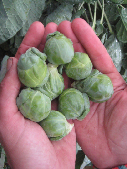 BRUSSELS SPROUT 'Hestia'