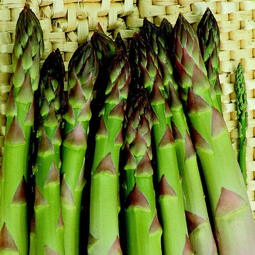 ASPARAGUS 'Connover's Colossal' --Asparagus officinalis--