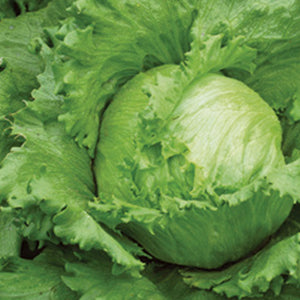 LETTUCE 'Crispino'