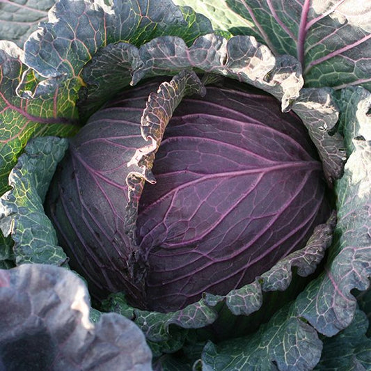 CABBAGE 'Deadon'