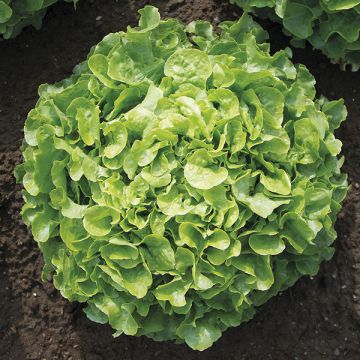 LETTUCE 'Encino'