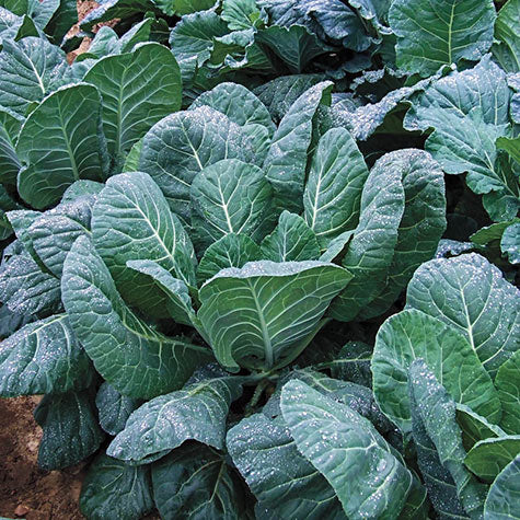 Large Collards COLLARDS 'Flash' - Lone Star Nursery Austin Texas
