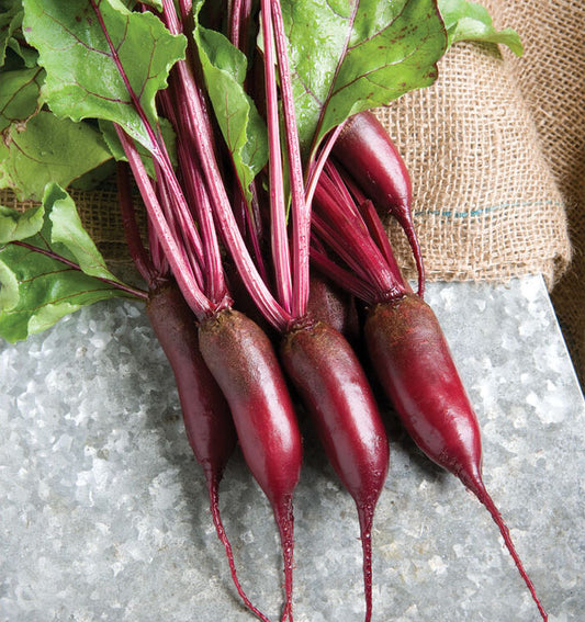 BEETS 'Formanova'