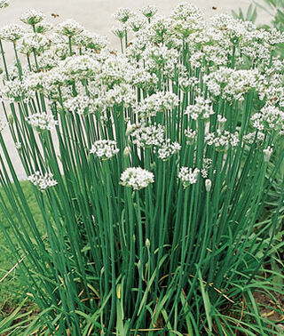 CHIVES 'Garlic' --Allium tuberosum--