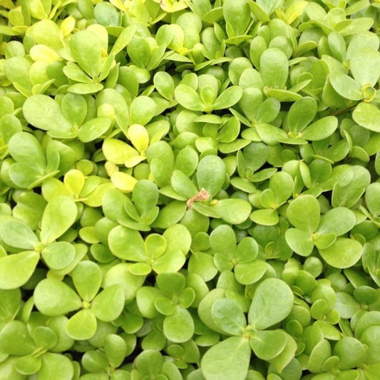 PURSLANE 'Golden'