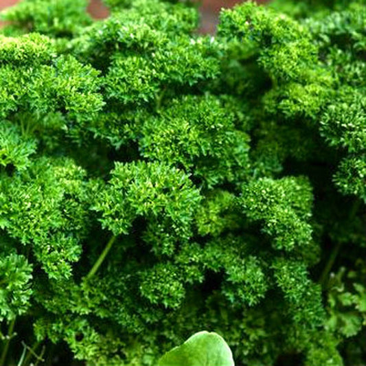 PARSLEY 'Krausa' --Petroselinum crispum--