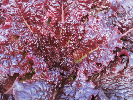 LETTUCE 'Hyper Red Rumple Waved'