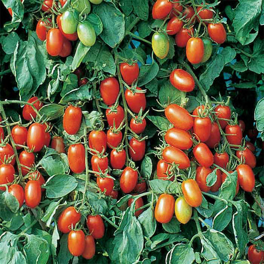 TOMATO 'Juliet Grape'