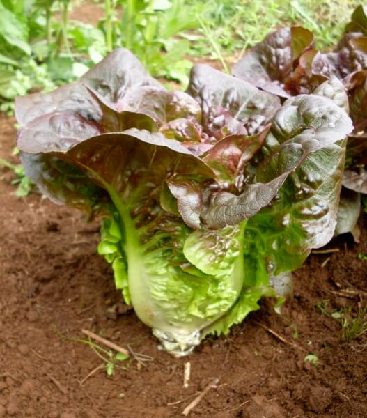 LETTUCE 'Pandero'