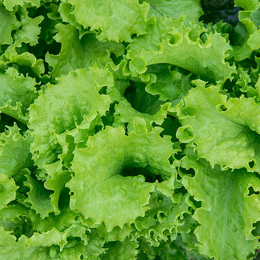 LETTUCE 'Slobolt'