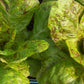 LETTUCE 'Speckled Amish'