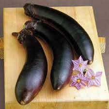 EGGPLANT 'Swallow'