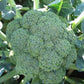 BROCCOLI 'Tendergreen'