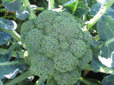 BROCCOLI 'Tendergreen'