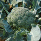 BROCCOLI 'Waltham 29'