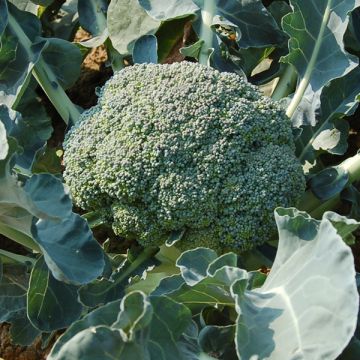 BROCCOLI 'Waltham 29'