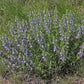 Salvia engelmannii --Engelmann's Blue Sage--