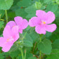 Pavonia lasiopetala --Rock Rose--