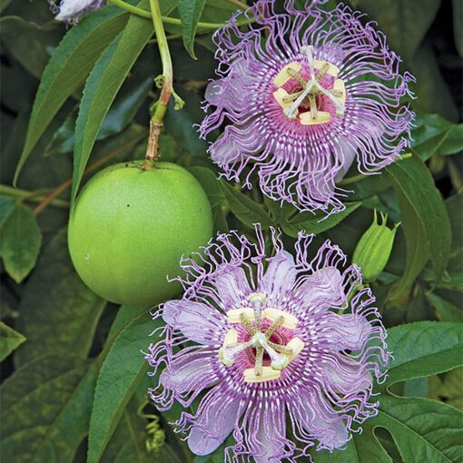 PASSIONFLOWER 'Maypop' --Passiflora incarnata--
