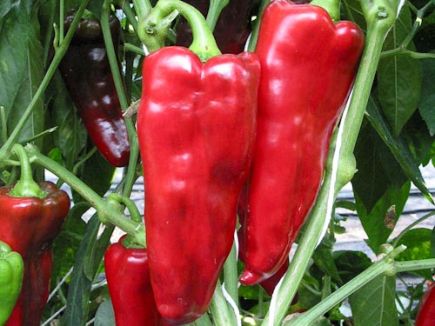 PEPPER 'Pantos'