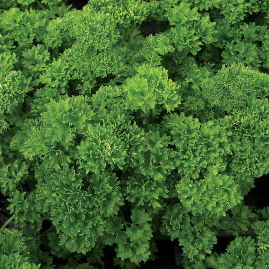 PARSLEY 'Evergreen' --Petroselinum crispum--