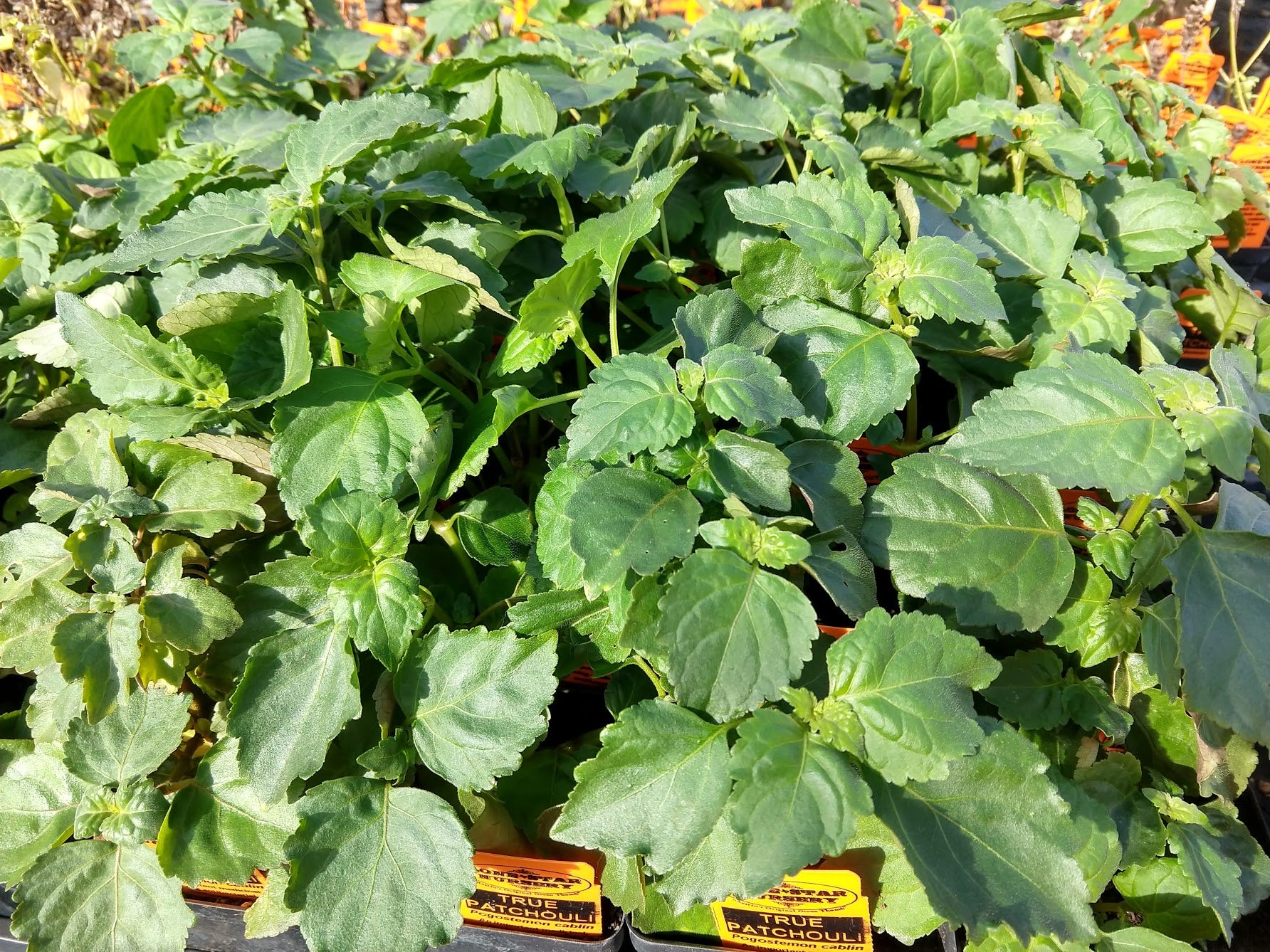 patchouli indoor plant PATCHOULI 'True' --Pogostemon cablin--