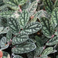 Procris repens --Polynesian Ivy--