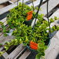 Peperomia boivinii --Edible Peperomia--