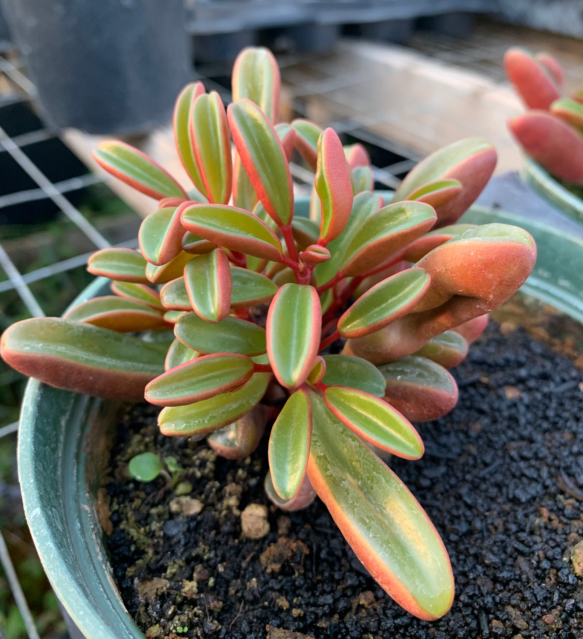 graveolens succulent Peperomia graveolens 'Ruby Glow'